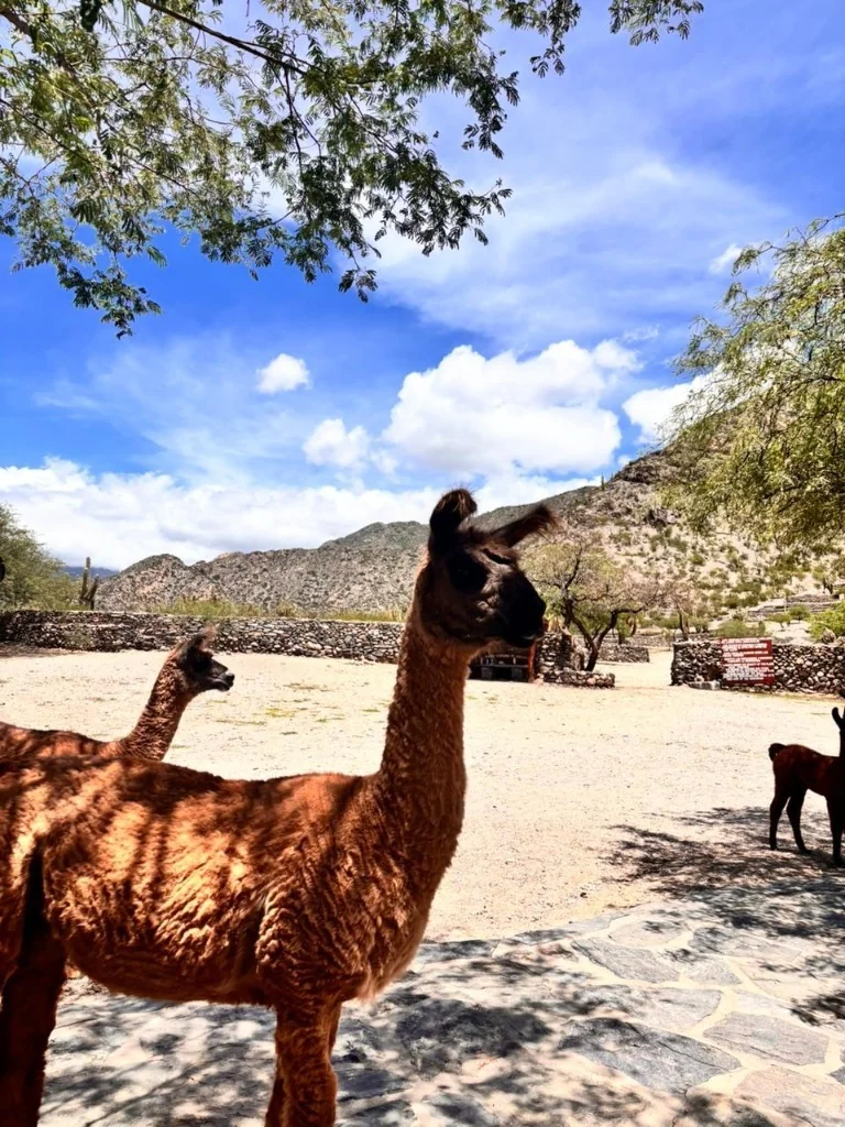 Llamas en los Valles Calchaquíes, Tucumán